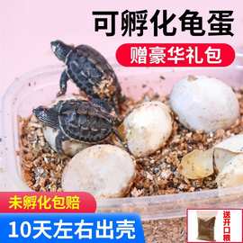 小学生儿童礼物科学实验受精乌龟蛋可孵化草龟花龟巴西小萌宠套装