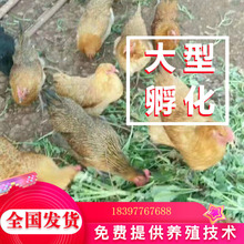 湖北江漢脫溫雞苗直供   生態綠殼蛋雞麻羽  量大批發   批發價格