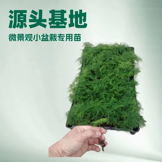 矮化密叶文竹微景观耐阴花卉绿植小盆栽趣味可水培土培四季常绿