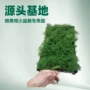 四季趣味矮化水培文竹
