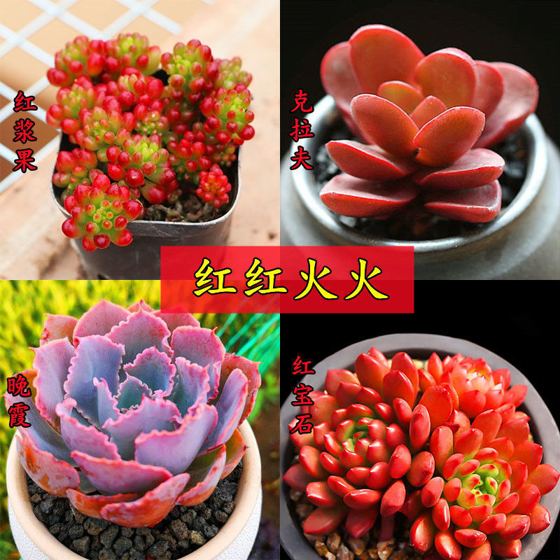 Succulent Plant House Decoration Set, Easy-To-Care-For Indoor Potted Plants, Small Succulent Potted Plants, Foreign Trade Wholesale