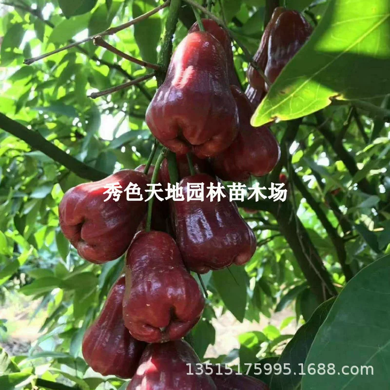 Оптовая Рассада фруктовых деревьев Тайвань Черный Кинг-Конг Рассада лотоса Рубиновый спрей Спрей Лотоса Привитые фруктовые саженцы Черный жемчуг Рассада лотоса