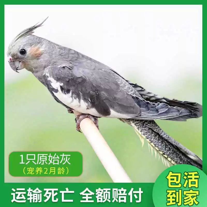 Попугай Xuanfeng для содержания и тренировок, обучение речи, домашний питомец, пара птиц может содержаться вместе