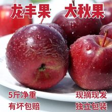 东北大秋果龙丰果现摘酸甜脆孕妇水果小苹果新鲜海棠果