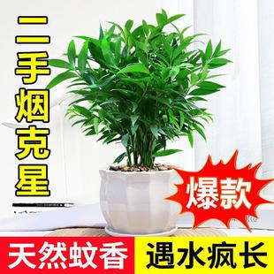 Bamboo and Cypress Potted Plants Are Evergreen Indoor Plants That Purify the Air and Are Easy to Grow in All Seasons. They Are Shade-Tolerant and Cold-Resistant