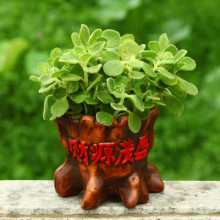 ���������԰��] һĨ�� ��ݶ���ֲ���ļ����� �Gֲ���ܰ��]