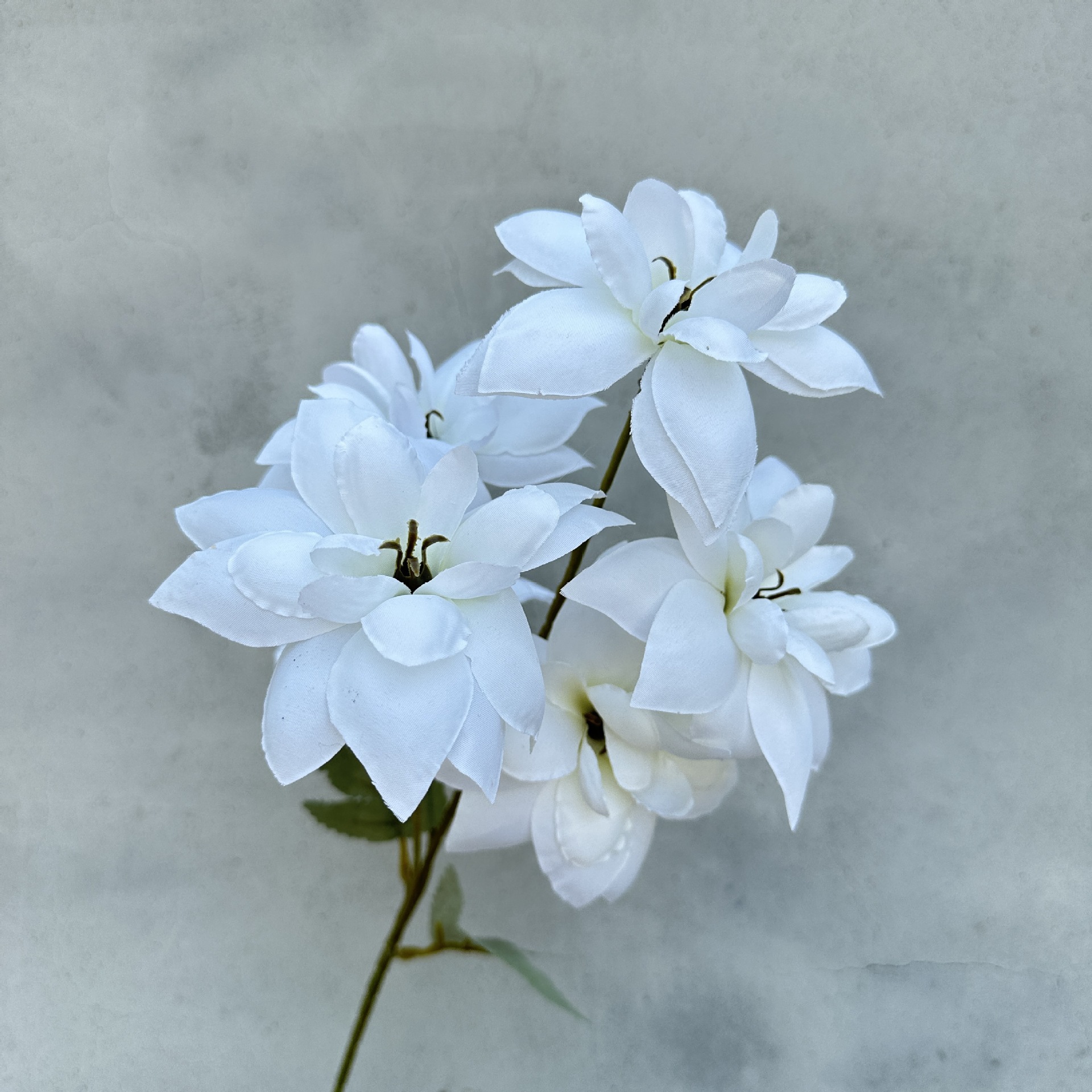 Xiao Xi Yan-White
