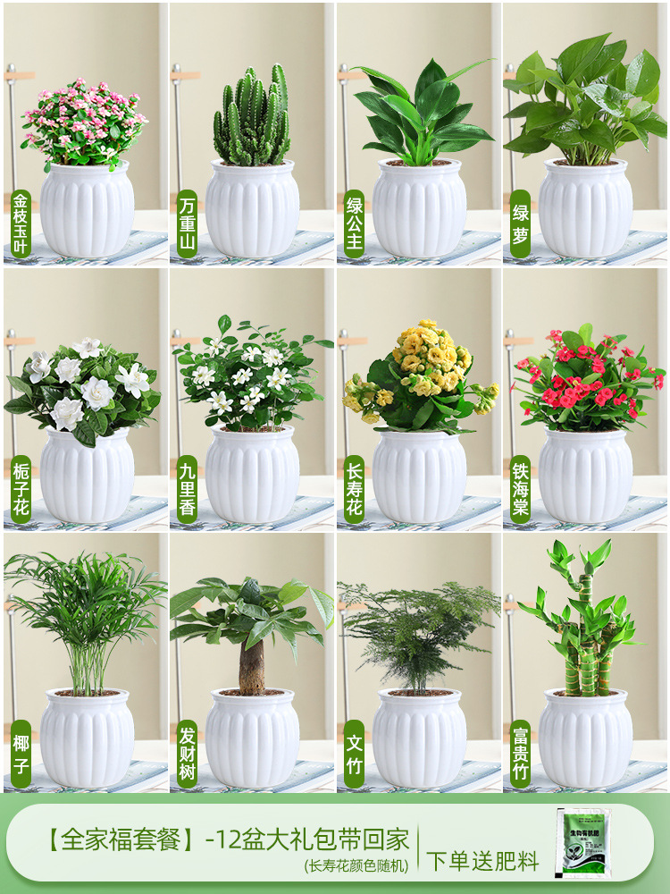 [가족사진패키지] 집에 가져갈 화분 12개 선물팩
