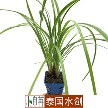 ̩��ˮ��ˮ�ݻ��w���l�~���쾰��ˮ���b�ˮ�����^�p�󾰲����o�