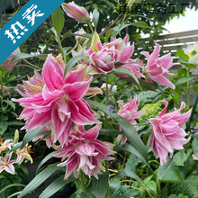 �ذ���ˮ�ٺϻ��N���ļ����B��绨��ֲ���̨�����M�ڰٺ����