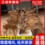 养殖景区活体观赏梅花鹿