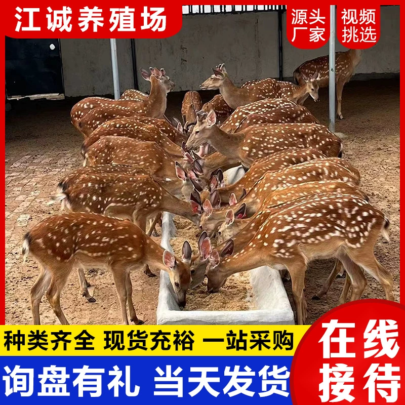 Пятнистый олень живого детеныша оленя живого оленя взрослого оленя