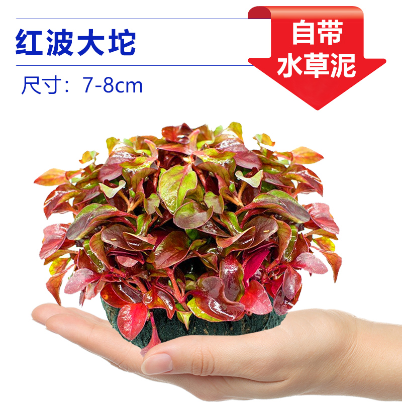 홍보다투오차오 [얼리 어답터 가격]❤특별한 제안]