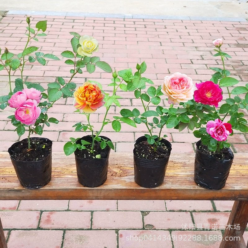 База Европейский месяц комнатных цветов и растений балкон двор лоза вьющиеся розы всесезонные цветущие саженцы оптом