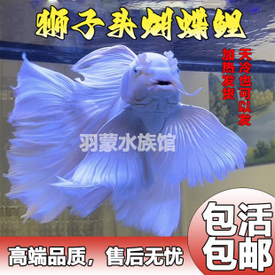̨�����������N�F���������wʯ��׽���ˮ�\�����~�^�p�~�Lβ�~��