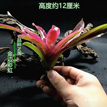 凤梨凤梨附生琳植物爬虫五彩水草达水陆陆生缸缸常用生态雨林积水