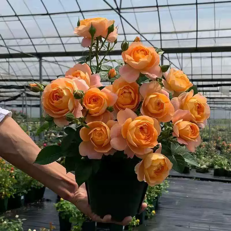 Цветок розы в горшке, сок розы, балконная роза, большой цветок, период цветения с бутонами и сильным ароматом, цветение на внутреннем балконе в любое время года