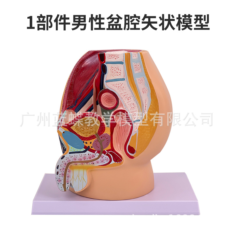 ��ѧ����Ů��ǻģ��Ů��������ֳϵͳ�걾����ʸ״���������ҽѧ