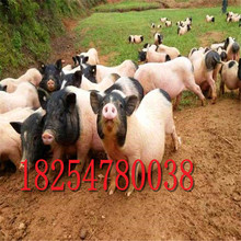 巴馬小香豬 泰國寵物豬 改良肉豬出售 萌寵動物出售