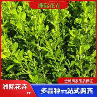 С�~�S��Nֲ�������l ��·�е���G�h�Nֲ �ļ����G�����S����ľ