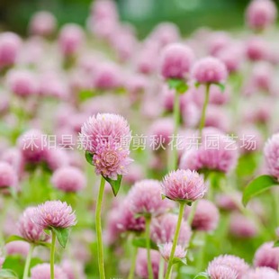 Thousand Days Red Seeds Thousand Days Purple Spring Sowing Flower Viewing Seeds Four Seasons Sowing Fireball Flower Landscape Greening Easy-To-Live Flower Seeds Heat Resistant