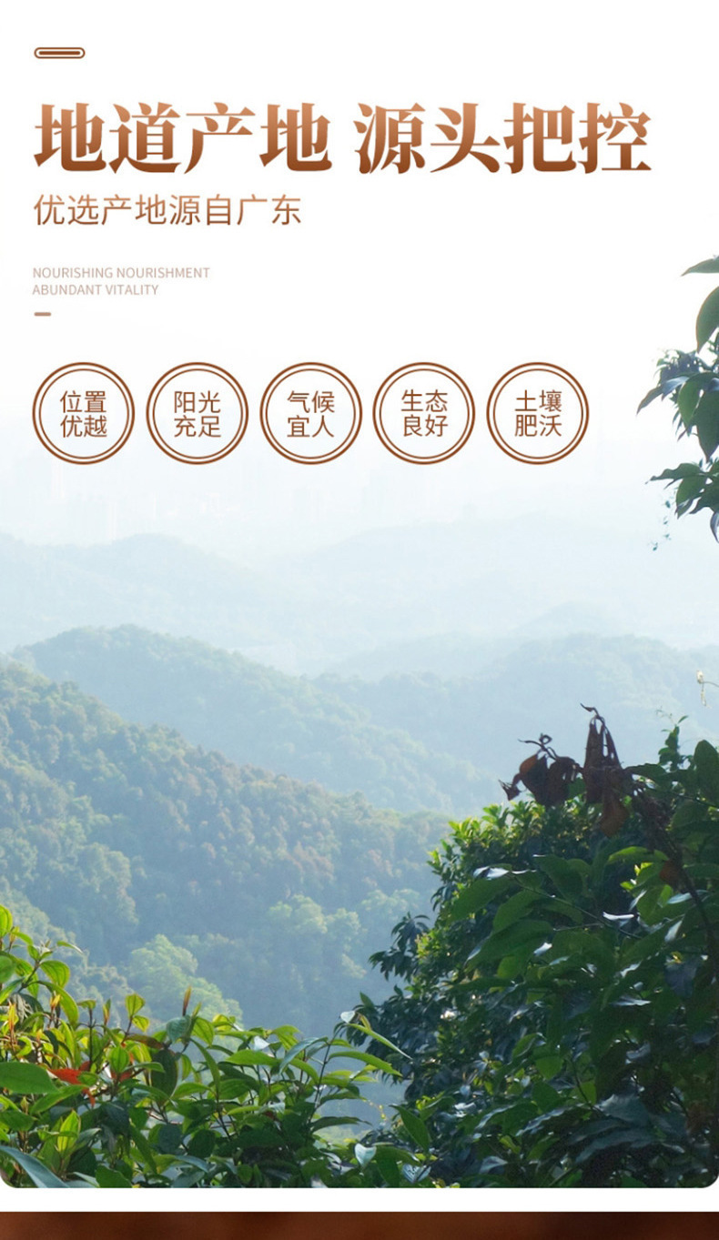 Cassia Seed Jue Ming Zi 100g Bottle Dried Cassia Seeds for Herbal Tea and Decoction overview