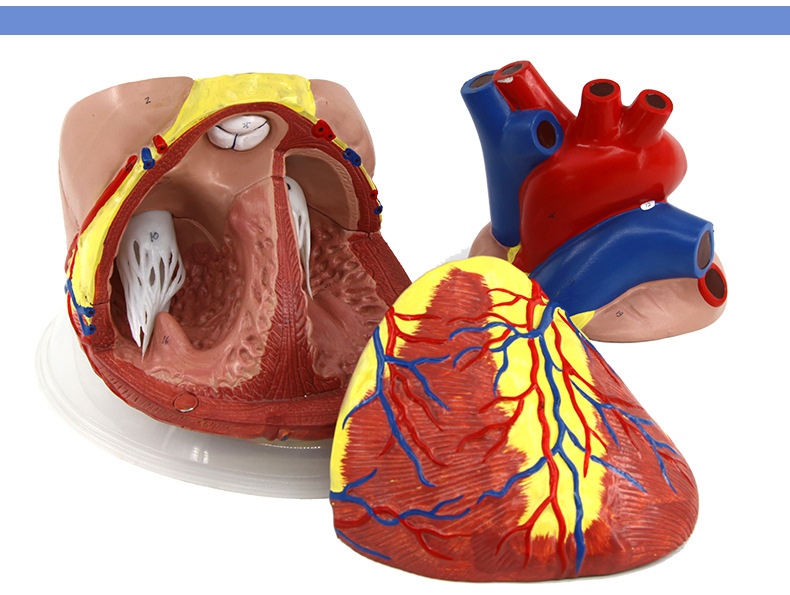 心脏解剖模型_09.jpg