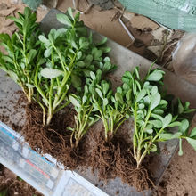 荷兰大叶马齿苋种子直立生长长寿菜蚂蚱菜五行草食用野菜籽