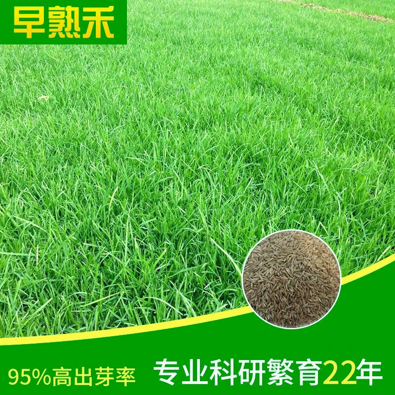 Импортные семена мятлика семена газона карликовые Four Seasons зеленый двор вилла топтать устойчивые семена мятлика газона