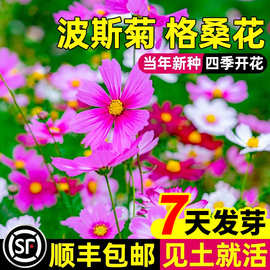 格桑花波斯菊种子重瓣百日草野花组合四季开花播种花种子好活室外