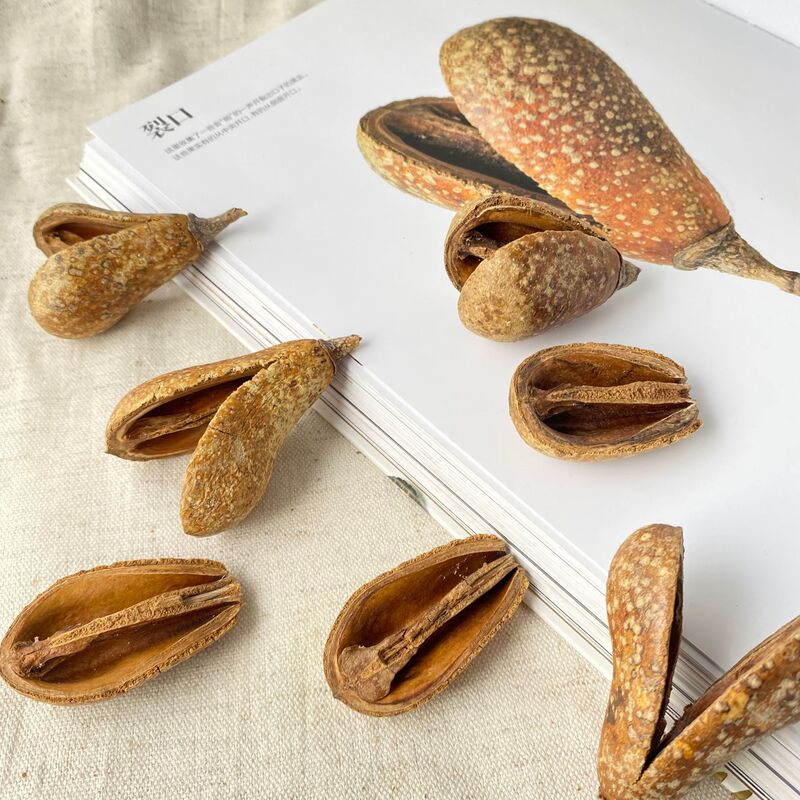 Dried pear plant, meteor shell, double-petal imported plant, kindergarten craft decoration ornament, pod doll accessory Dried pear plant, meteor shell, double-petal imported plant, kindergarten craft decoration ornament, pod doll accessory