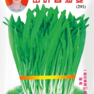 冯子龙蔬菜种子四季奈热密叶香油麦（291）基地田园露地阳台盆栽