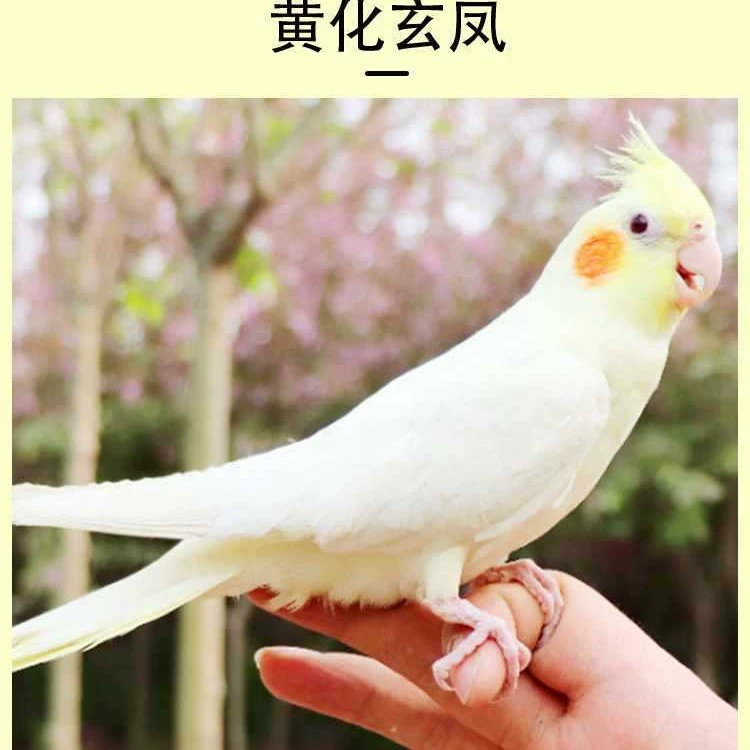 Попугай Xuanfeng для содержания и тренировок, обучение речи, домашний питомец, пара птиц может содержаться вместе