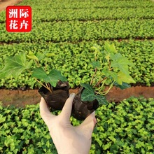 ������ ɽ�|���ݾG����ͥԺֲ�� ����ֲ�ﻨ���L�����糣�������l