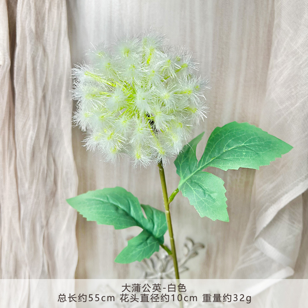 HZY-ดอกแดนดิไลอันใหญ่-ขาว