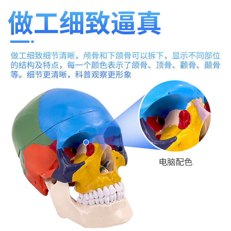 彩色头骨二款主图2