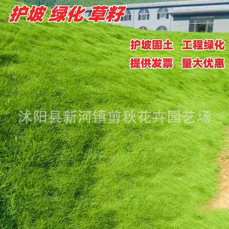 Семена газонной травы являются вечнозелеными во все сезоны. Отсутствие обрезки и защиты от наклона. Озеленение бермудагрусов. Манила ковер дерн семена травы