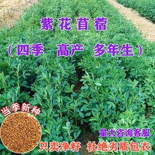 紫花苜蓿草种籽多年生牧草种子四季养殖喂羊牛鸡鸭鹅草鱼牧草种籽