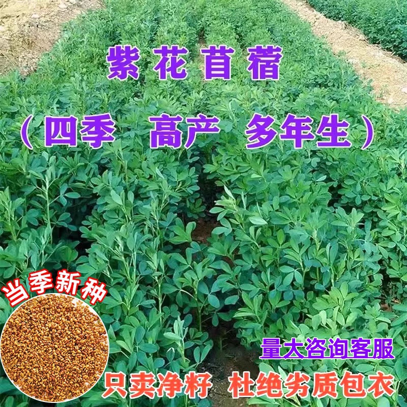 紫花苜蓿草种籽多年生牧草种子四季养殖喂羊牛鸡鸭鹅草鱼牧草种籽
