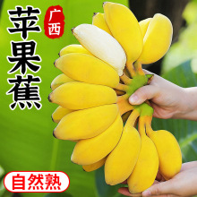 �V���O�����������rˮ���Fժ10��������Ȼ���ЋDС�׽��㽶�۽�