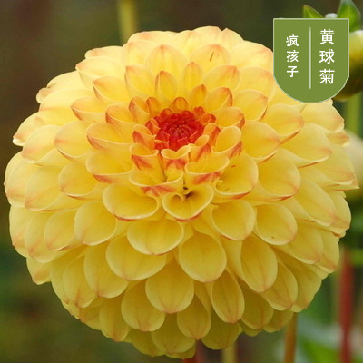 花のダリアの花はボールを植えます。|undefined
