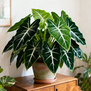 �G���Z�q���������^�~�Ꭷֲ����~���̨�k���ҾGֲ�҃�����B��