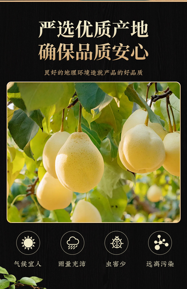 Dried Snow Pear Slices (Pyrus spp.) — Low-Temperature Dried Fruit Tea & Soup Ingredient overview
