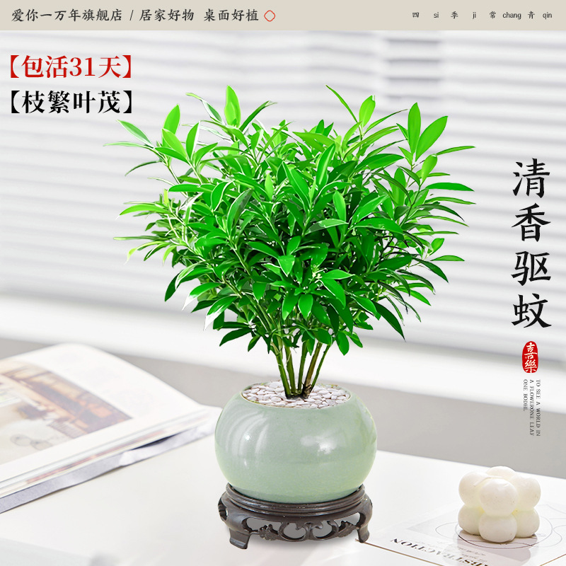 모기퇴치대나무와 편백나무 + 얼음유약 연두색 화분 + 원형 베이스 (포장석 + 영양액 포함)