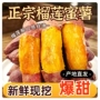 新鲜正宗香甜烤地瓜番薯