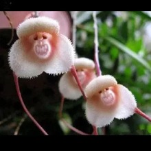 �����m�� �m���� ����С�� �҃������k����ֲ�ﻨ��