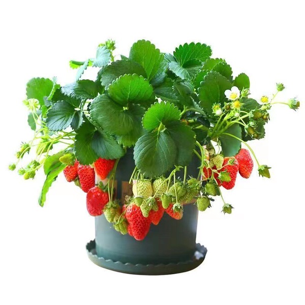 Cream strawberry seedlings are planted indoors and outdoors in the…