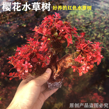 樱花水草树鱼缸水草植物沉木红草水族箱造景装饰无土无需二氧化碳