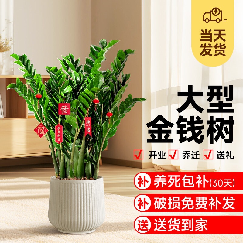 Money Tree Large Potted Plant for Living Room Indoor Plant Money Plant Office Large Green Plant Housewarming Opening Gift for Prosperity