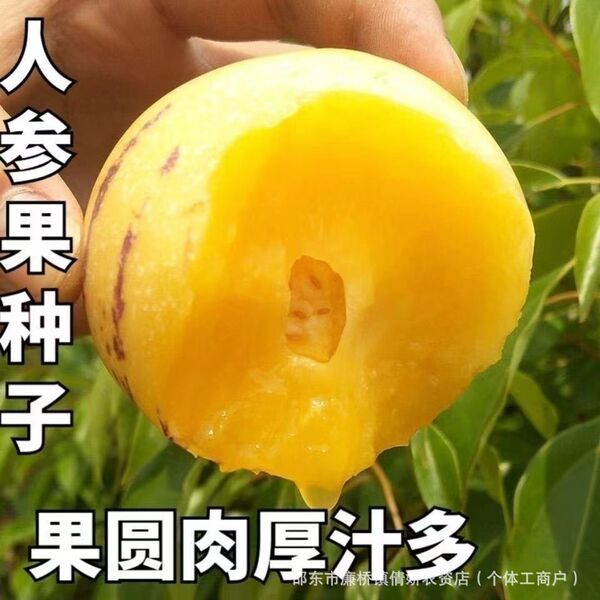 Ginseng fruit seeds